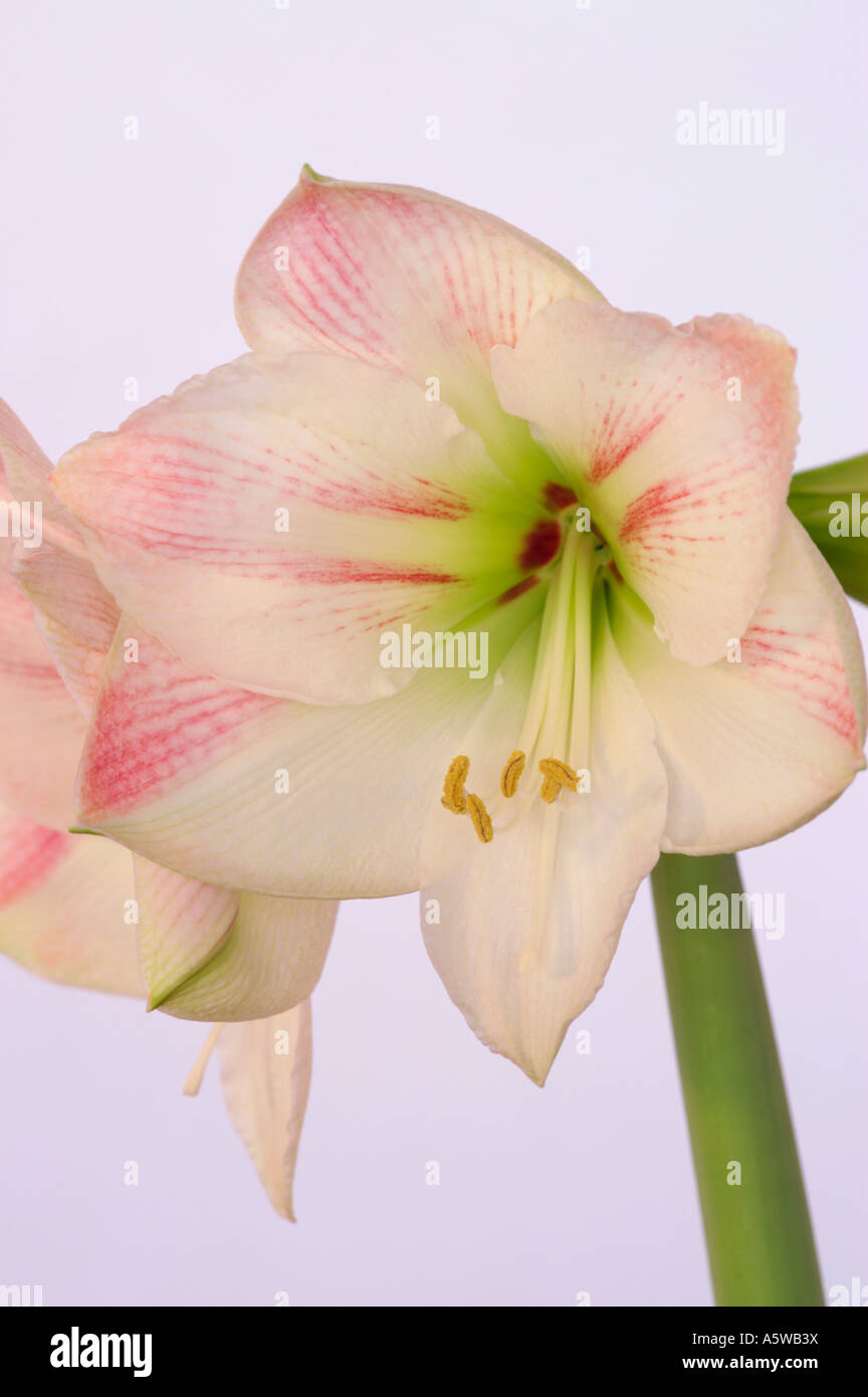 APPLE BLOSSOM AMARYLLIS HIPPEASTRUM Stockfoto