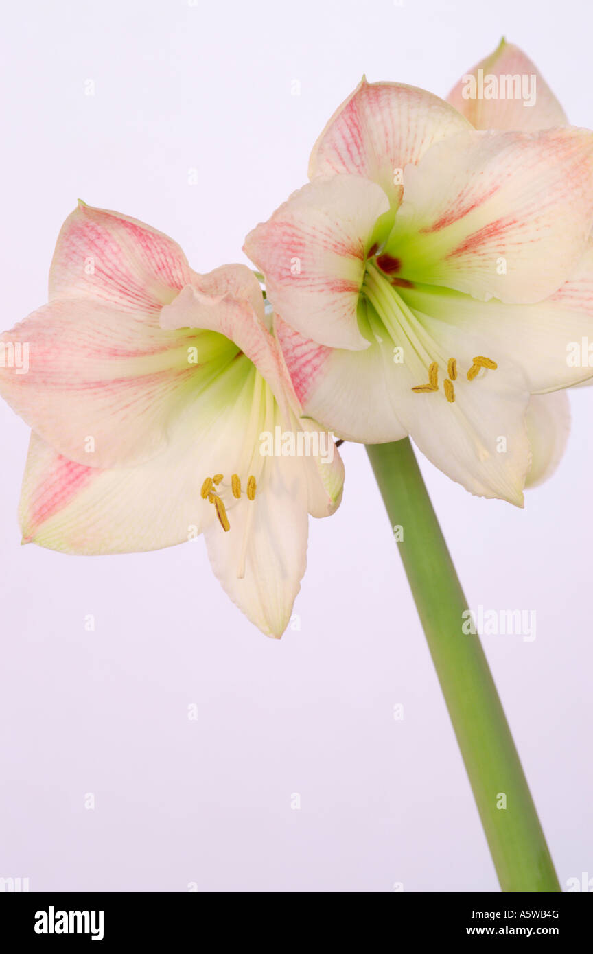 APPLE BLOSSOM AMARYLLIS HIPPEASTRUM Stockfoto