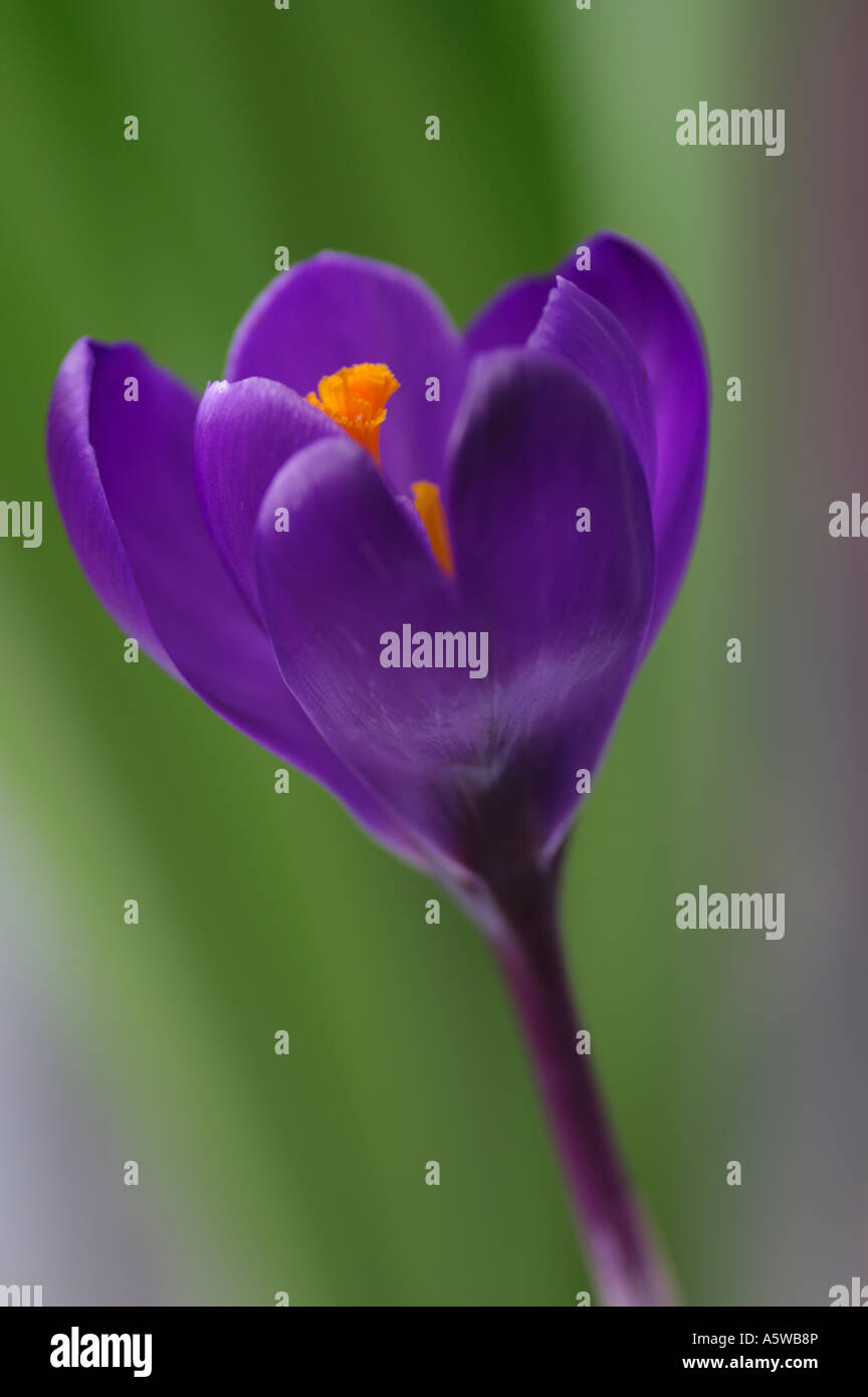 CROCUS VERNUS ERINNERUNG Stockfoto