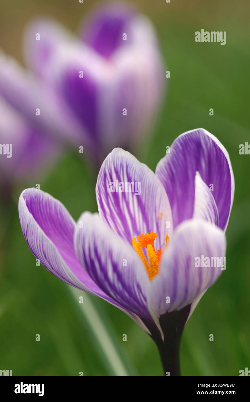 CROCUS VERNUS KÖNIG DER GESTREIFTEN Stockfoto