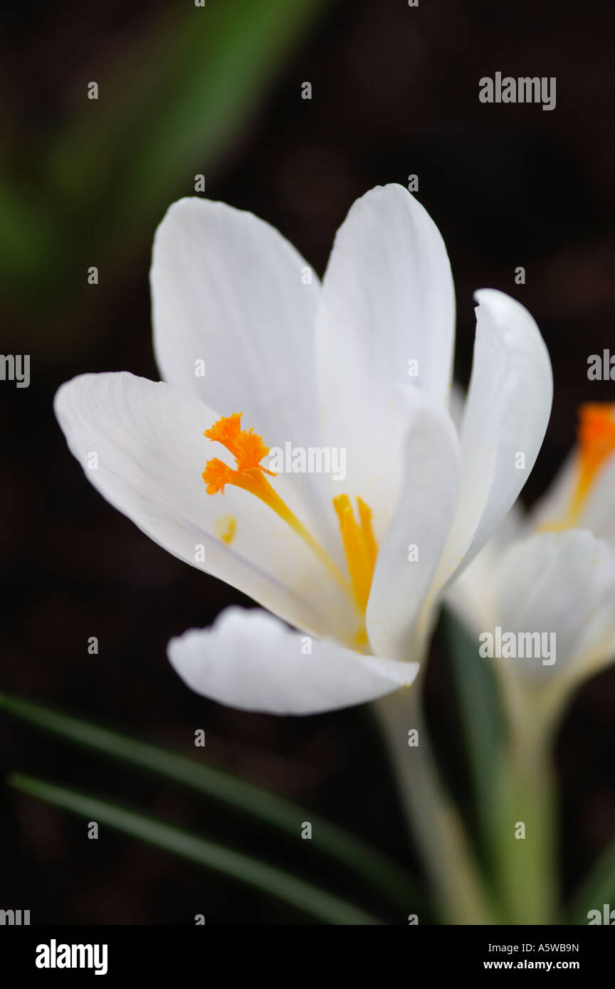 CROCUS VERNUS JEANNE D ARC Stockfoto