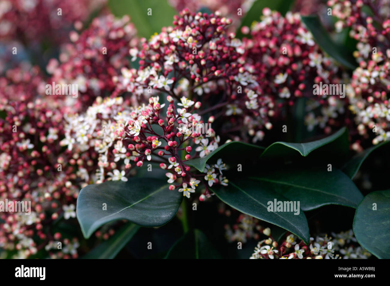 SKIMMIA JAPONICA REEVESIANA RUBELLA Stockfoto