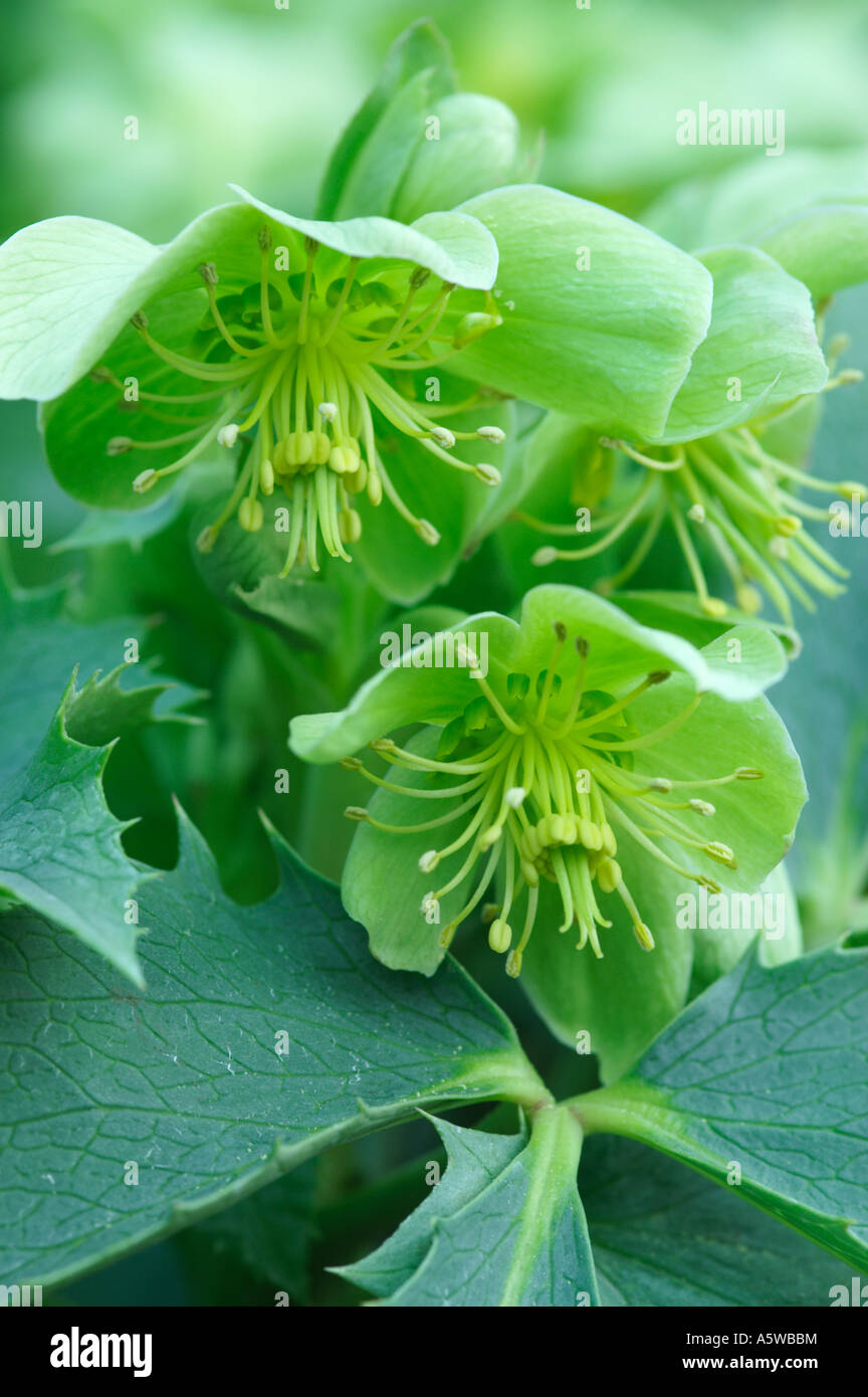 HELLEBORUS ARGUTIFOLIUS SILBERNE SPITZE Stockfoto