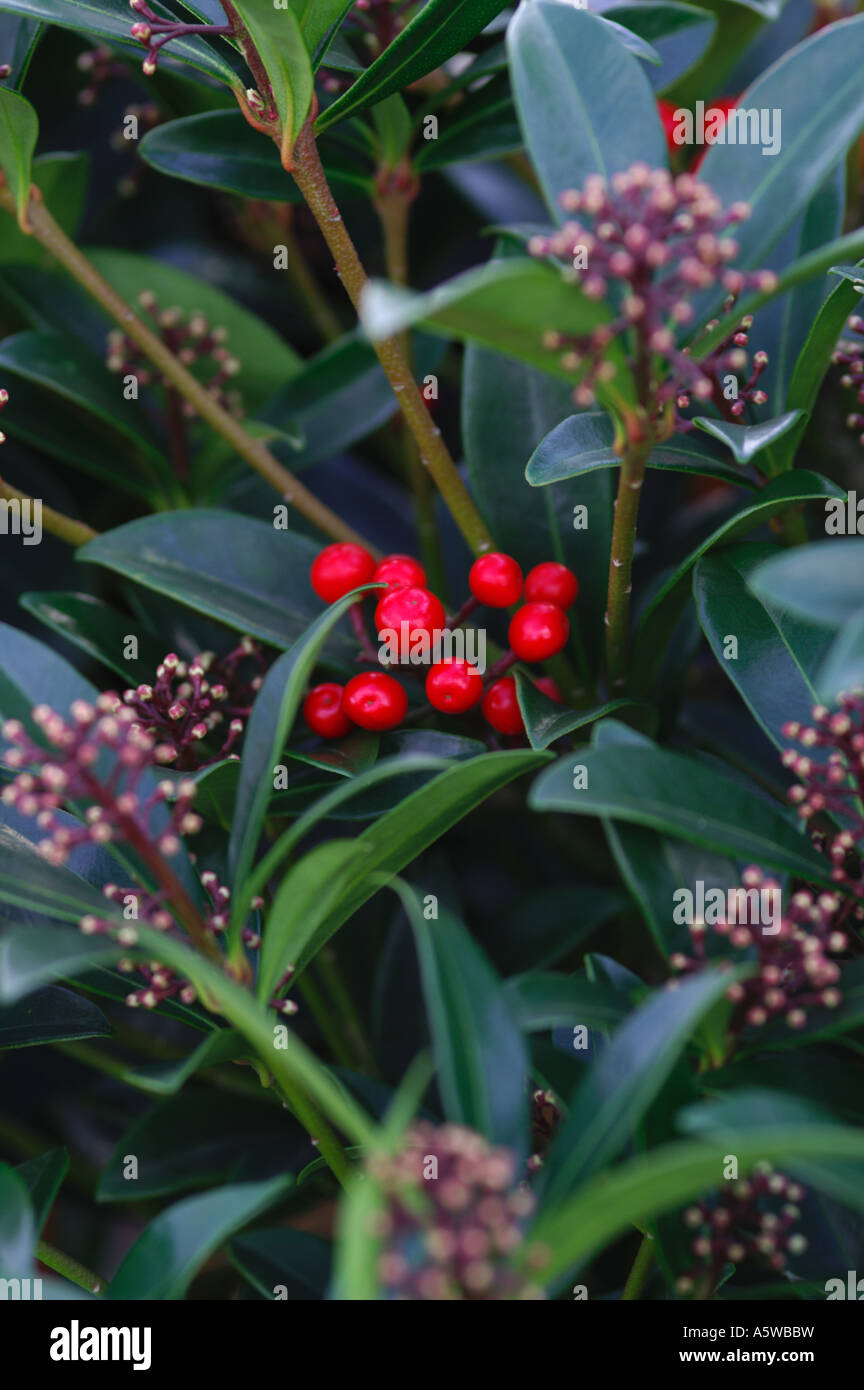 SKIMMIA JAPONICA REEVESIANA RUBELLA Stockfoto