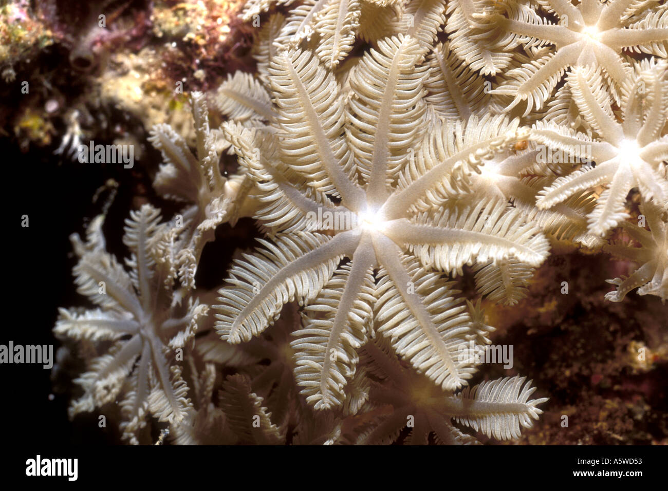 Organ Pipe Coral Tubipora Musica Salomonen Stockfoto