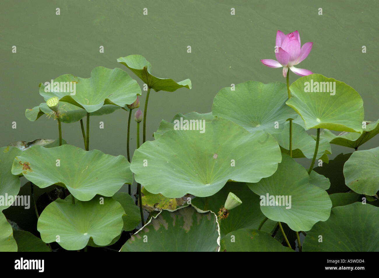 China Peking Behai Park Lotusblume und Blätter In das grüne Wasser Stockfoto