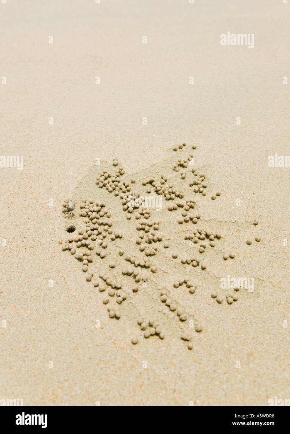 Sand Crab, indem Sie Muster in seiner Nähe s Loch an einem Strand Rollen Hunderte von winzigen Kugeln aus sand Stockfoto