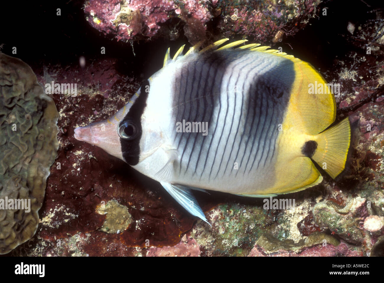 Doppelte gesattelt Butterflyfish Chaetodontidae Ulietensis Salomon-Inseln Stockfoto