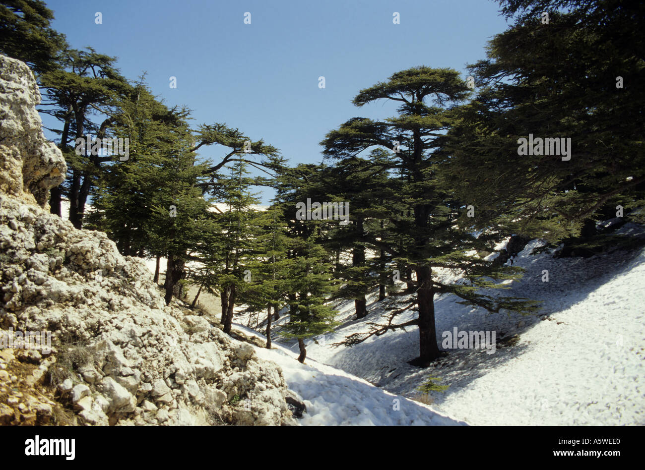 Libanon Bcharre Schnee auf die libanesische Zedern-Bäume im Frühling Stockfoto