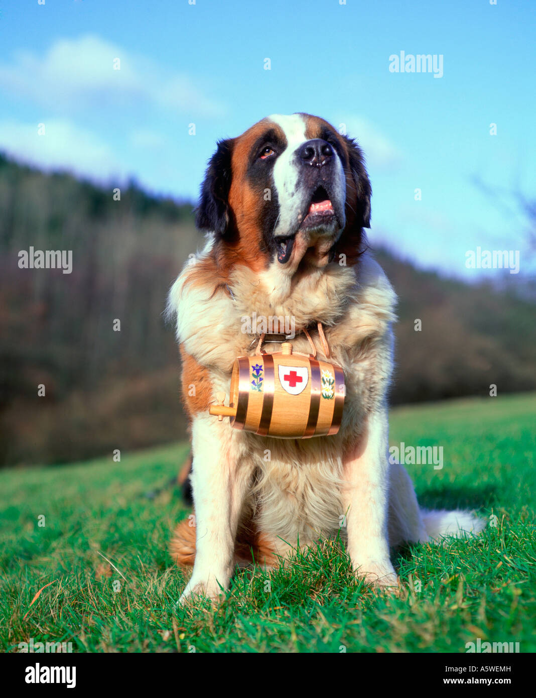 St. Bernard Dog / Bernhardiner Stockfoto, Bild: 11391760 ...