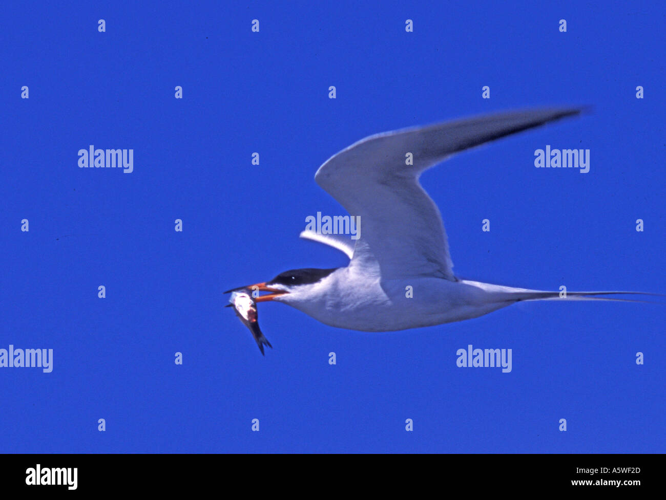 Forster s Tern im Flug mit Fisch Sterna Forsteri Bolsa Chica Feuchtgebiete Kalifornien Stockfoto