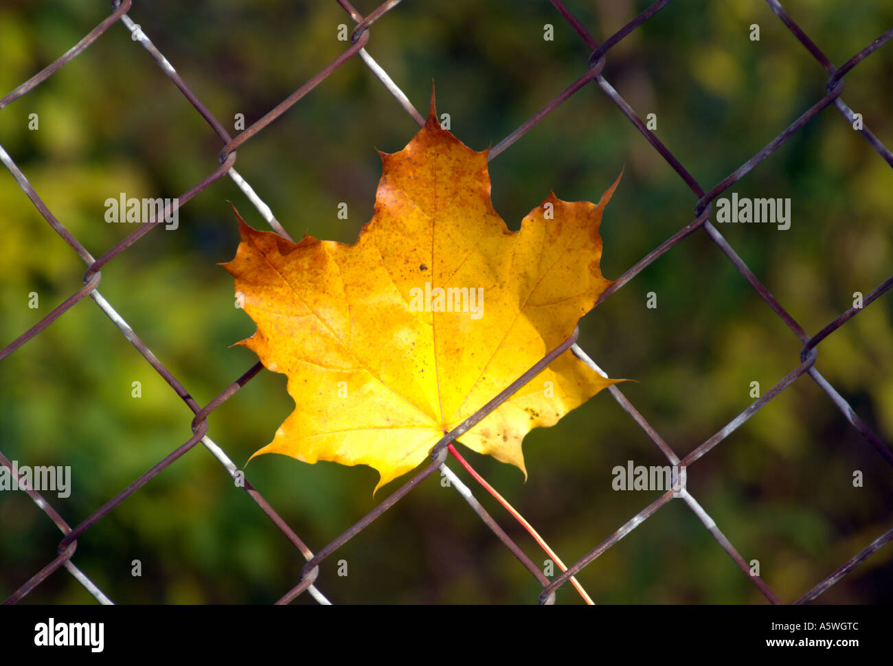 Gelbes Blatt Herbst gefangen auf Maschendrahtzaun Stockfoto