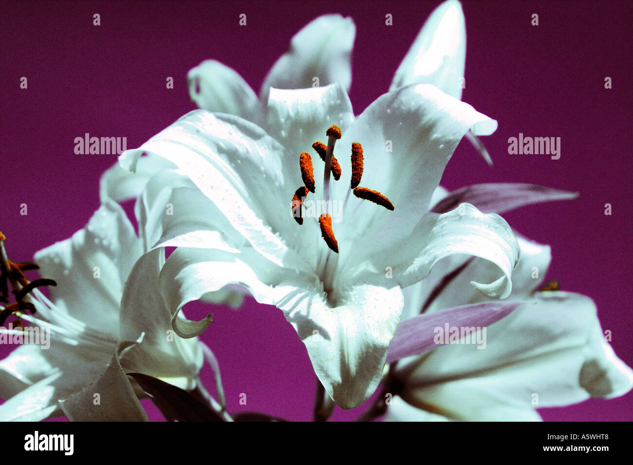 Weiße Lilien erschossen vor einem tiefen Magenta Hintergrund Stockfoto