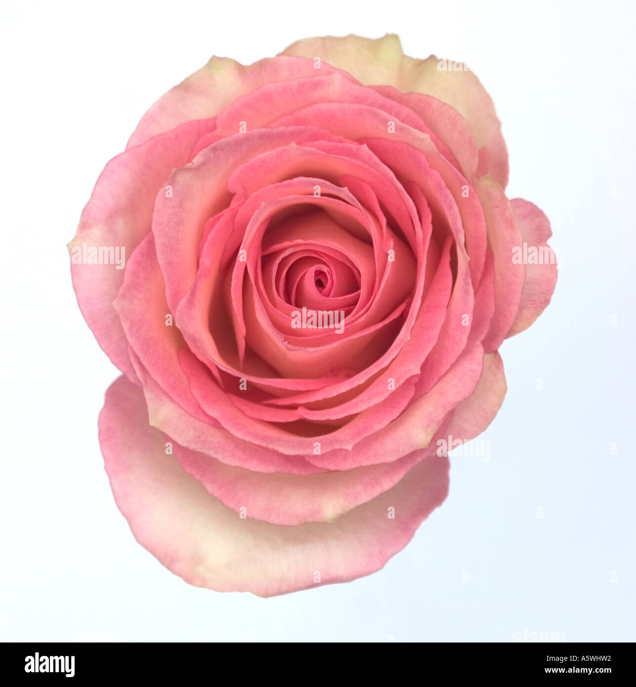 Rosa rose Knospe erschossen vor einem weißen Hintergrund Stockfoto