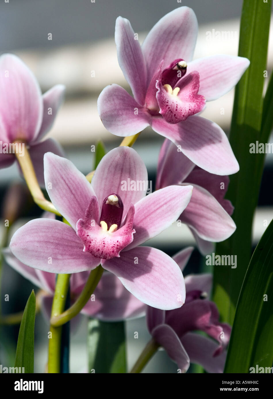 Nahaufnahme von Orchideen "Cymbidium" Stockfoto