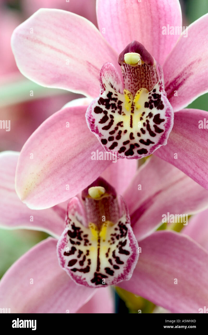 Nahaufnahme von Orchideen "Cymbidium" Stockfoto