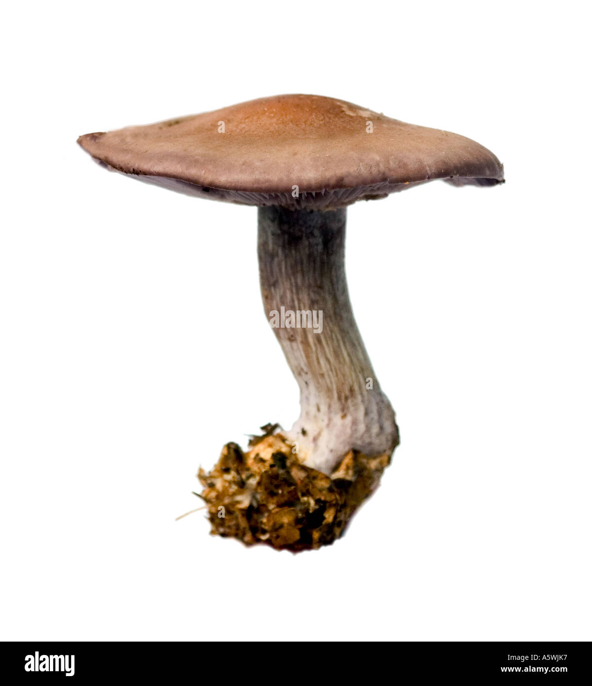 Studioaufnahme von ein Pilz - Vielfalt nicht identifiziert Stockfoto