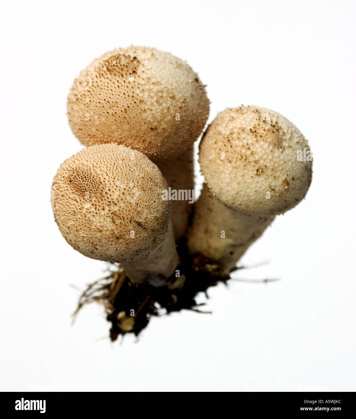 Studioaufnahme von Puffball - ein gemeinsames Pilze. Stockfoto