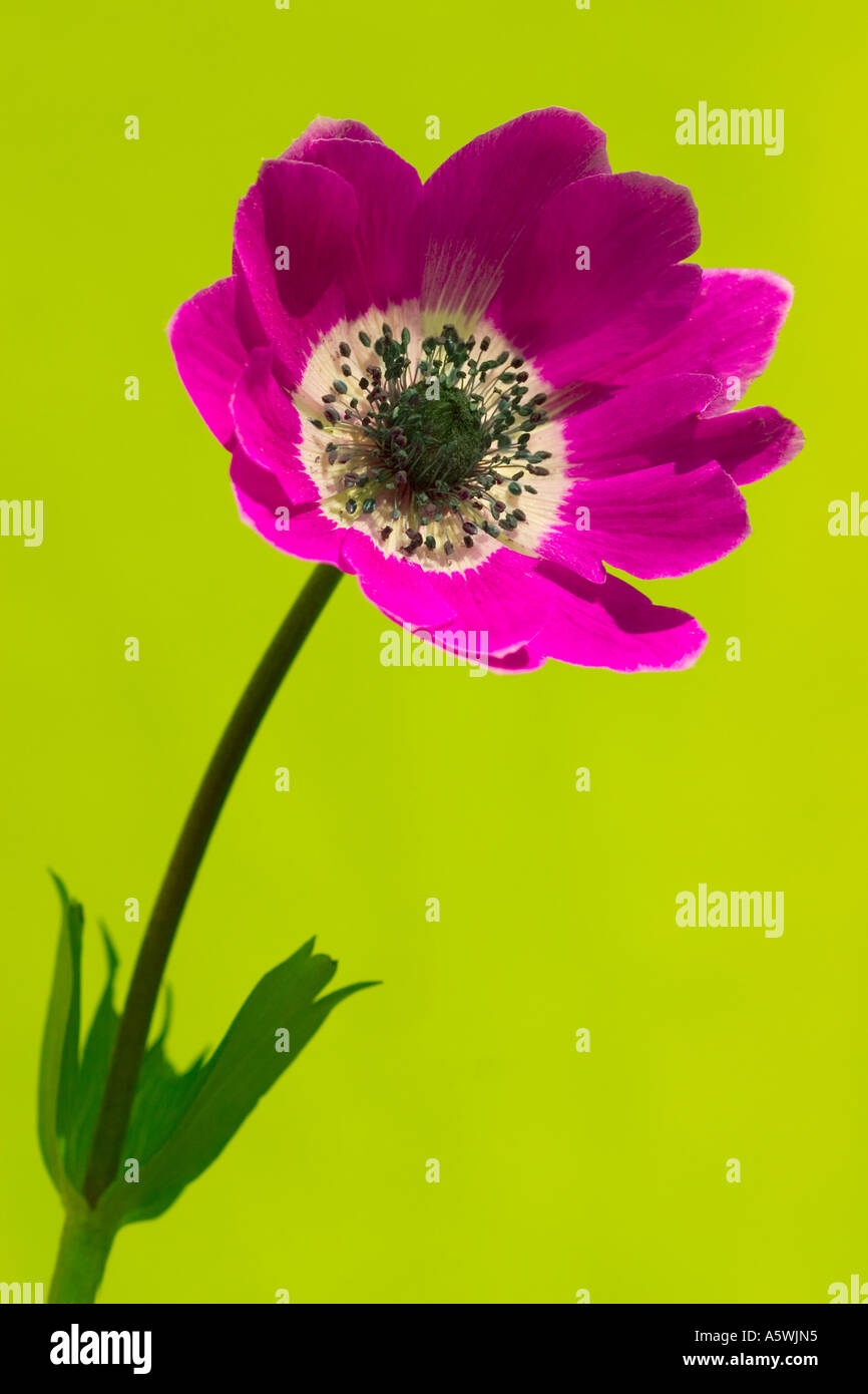 Studioaufnahme von Anemone vor einem hellen grünen Hintergrund Stockfoto