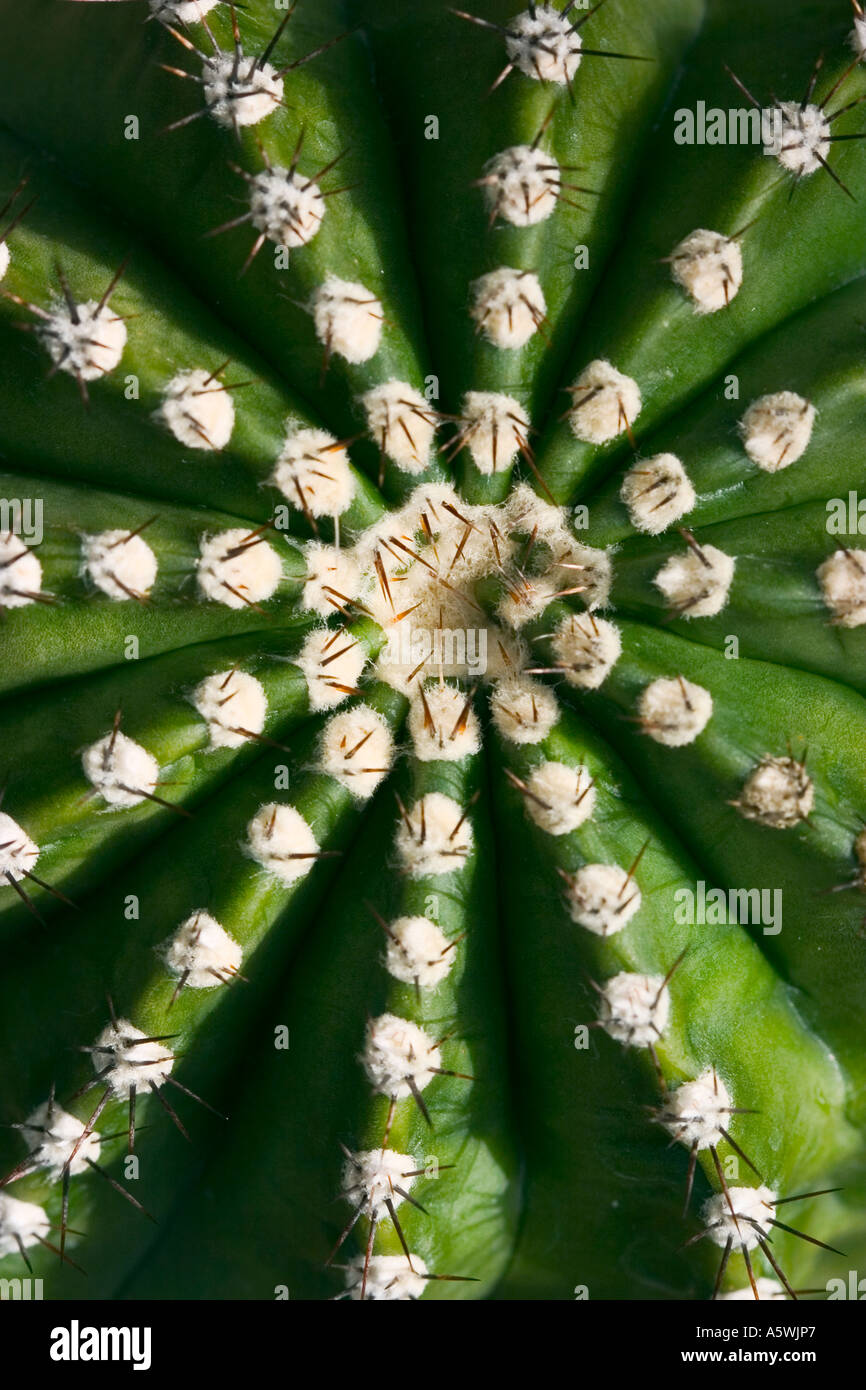 Schuss des Kaktus hautnah Stockfoto