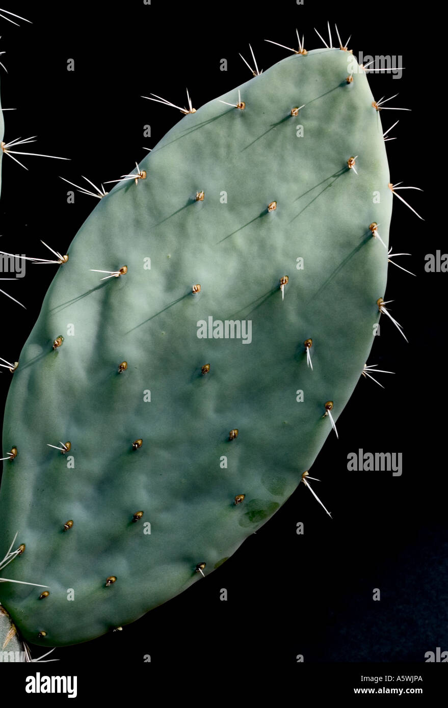 Kaktus erschossen vor einem schwarzen Hintergrund Stockfoto