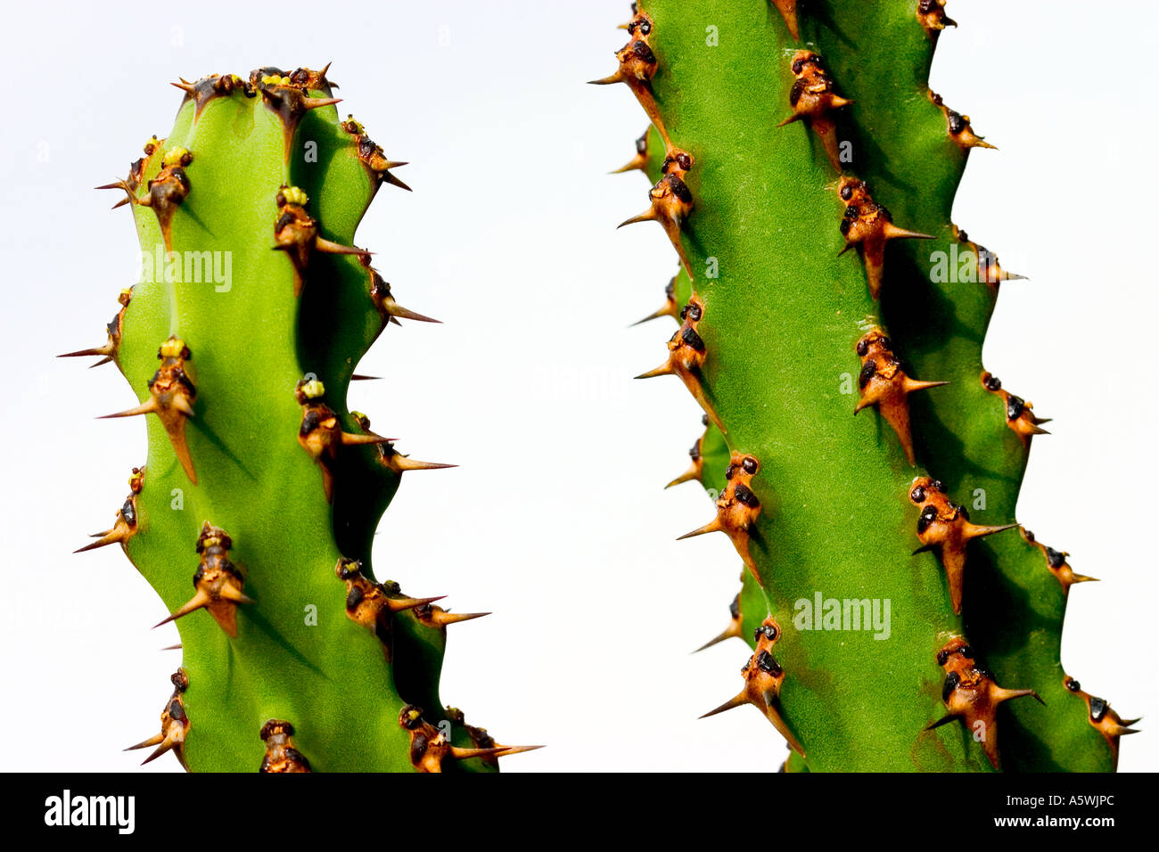 Kaktus erschossen vor weißem Hintergrund Stockfoto