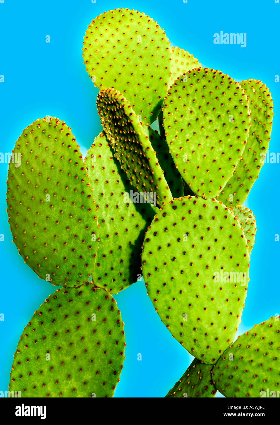 Leuchtender grüner Kaktus erschossen vor hellen blauen Hintergrund Stockfoto