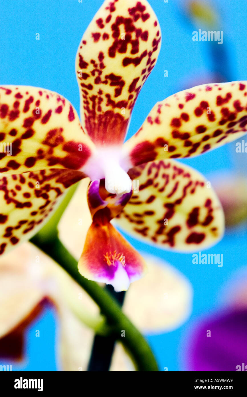 Lebendige gelb getupft Orchidee Schuss vor einem farbigen Hintergrund Stockfoto