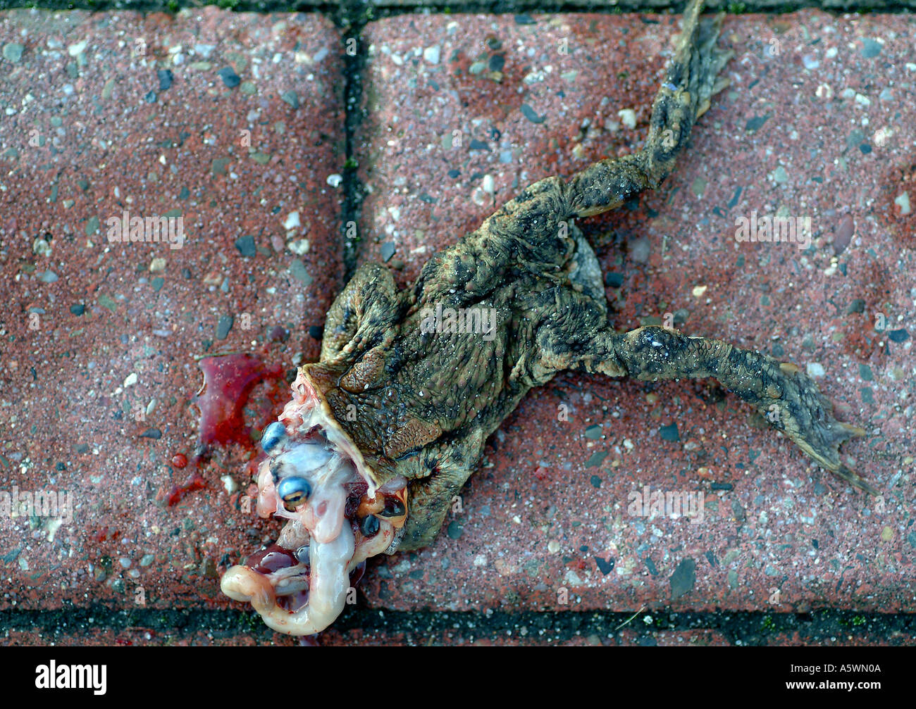 Toter Frosch Toter Frosch