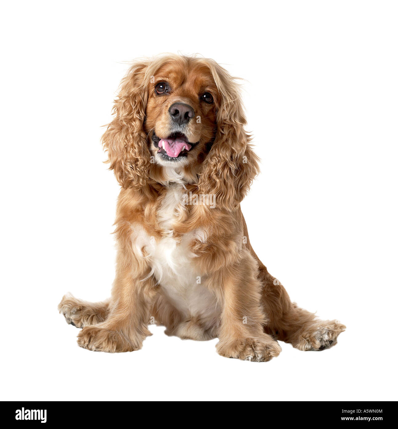 Cocker Spaniel Hundesitting Porträt Blick auf Kamera silhouette Stockfoto