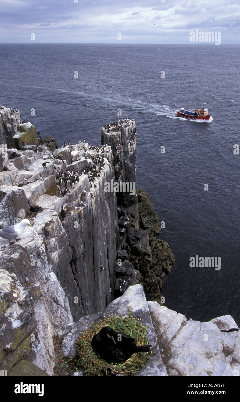 Ein Tourist Boot Pässe innere Farne ich während einer Shag Phalacrocorax Aristotelis setzt drauf s nest inner Farne Islands Northumbria Stockfoto
