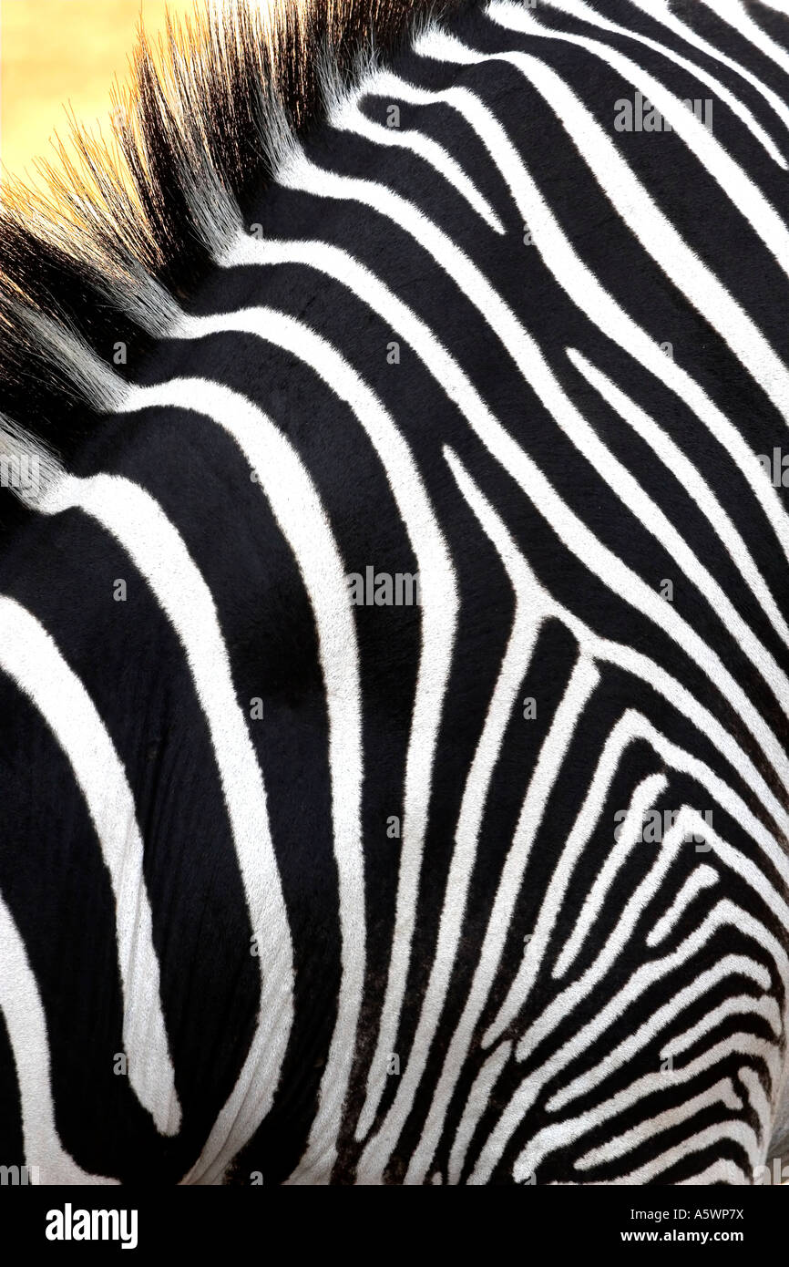 GREVY Zebra Samburu Kenia Stockfoto