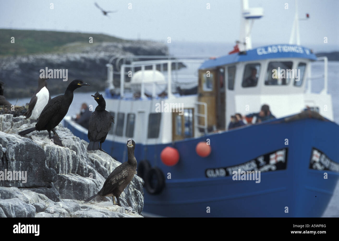 Ein Touristenboot vergeht, während Shags Phalacrocorax Aristotelis auf den Felsen äußeren Farne Islands Northumbria sitzt Stockfoto
