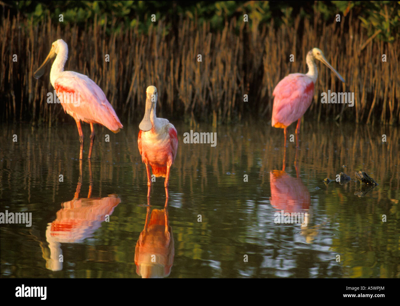 ROSIGE LÖFFLER AJAIA AJAJA EINE ART WATEN VOGEL IM SUMPFIGEN WASSER NAHE DEM NÖRDLICHEN ENDE DER FLORIDA KEYS STEHEN Stockfoto