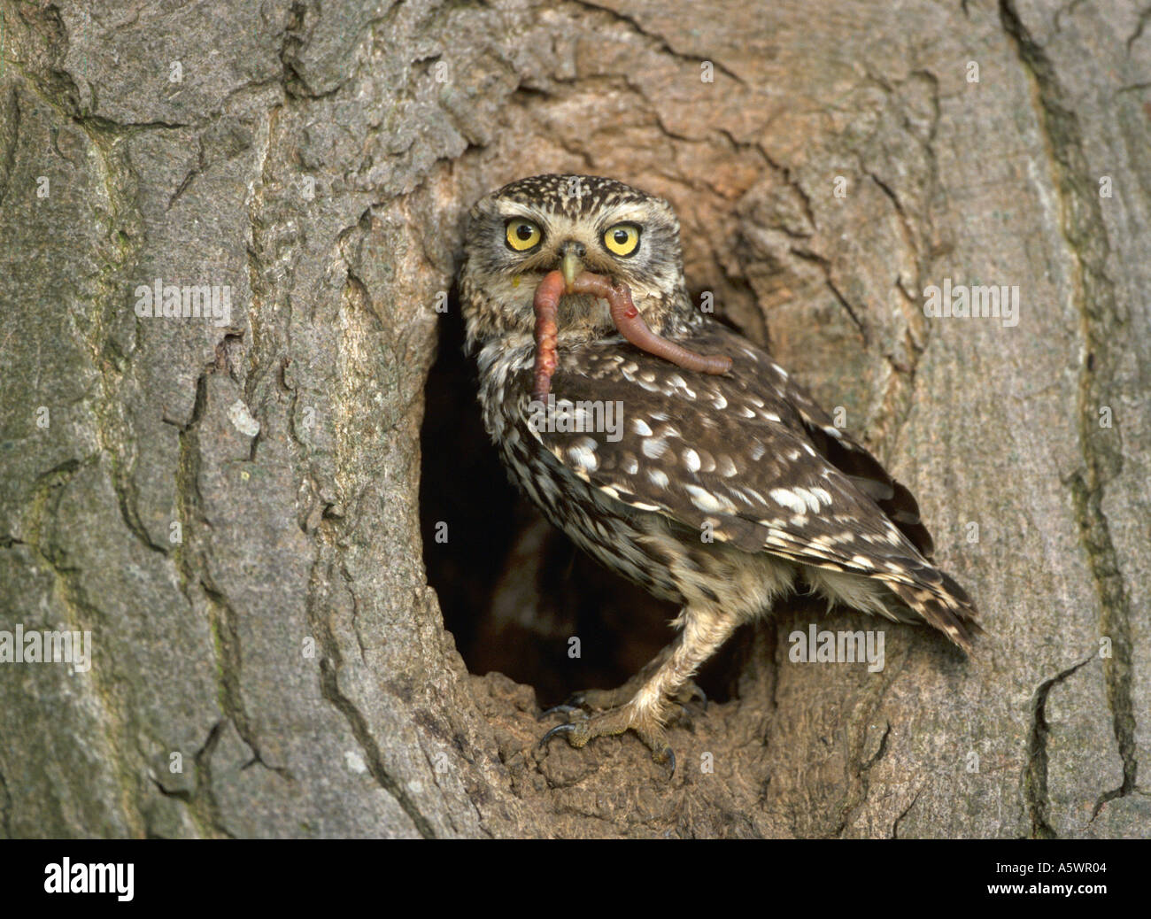 Erwachsenen Steinkauz am Nest Loch mit Regenwurm Stockfoto