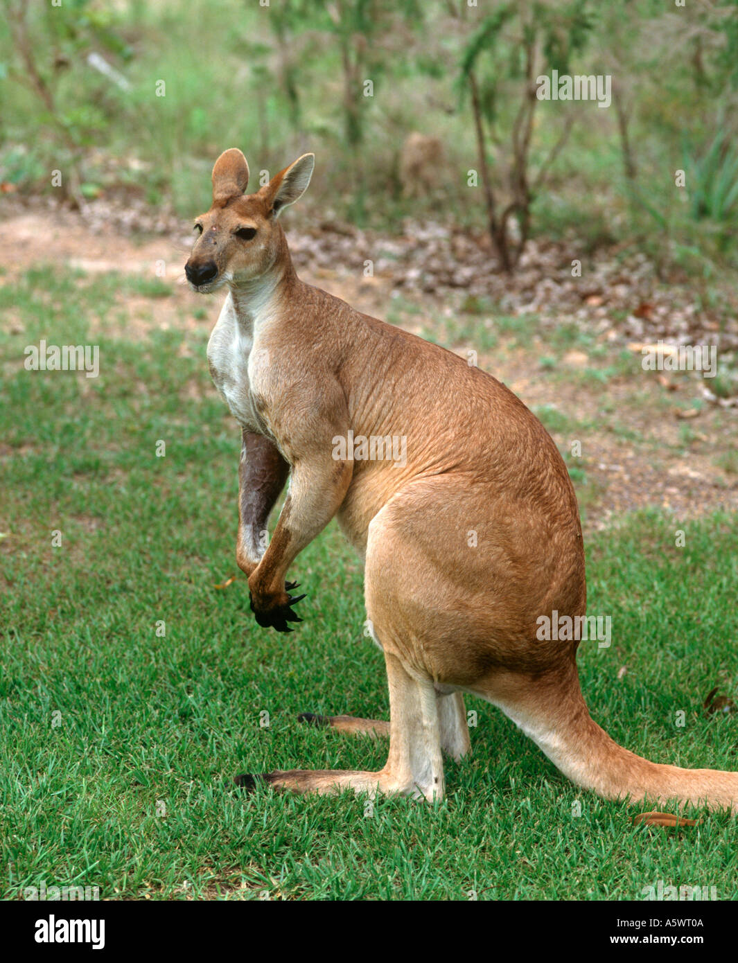 Red Kangaro (Macropus rufus) im Gebiet Wildlife Park, Berry Springs, Darwin, Northern Territory, Australien Stockfoto