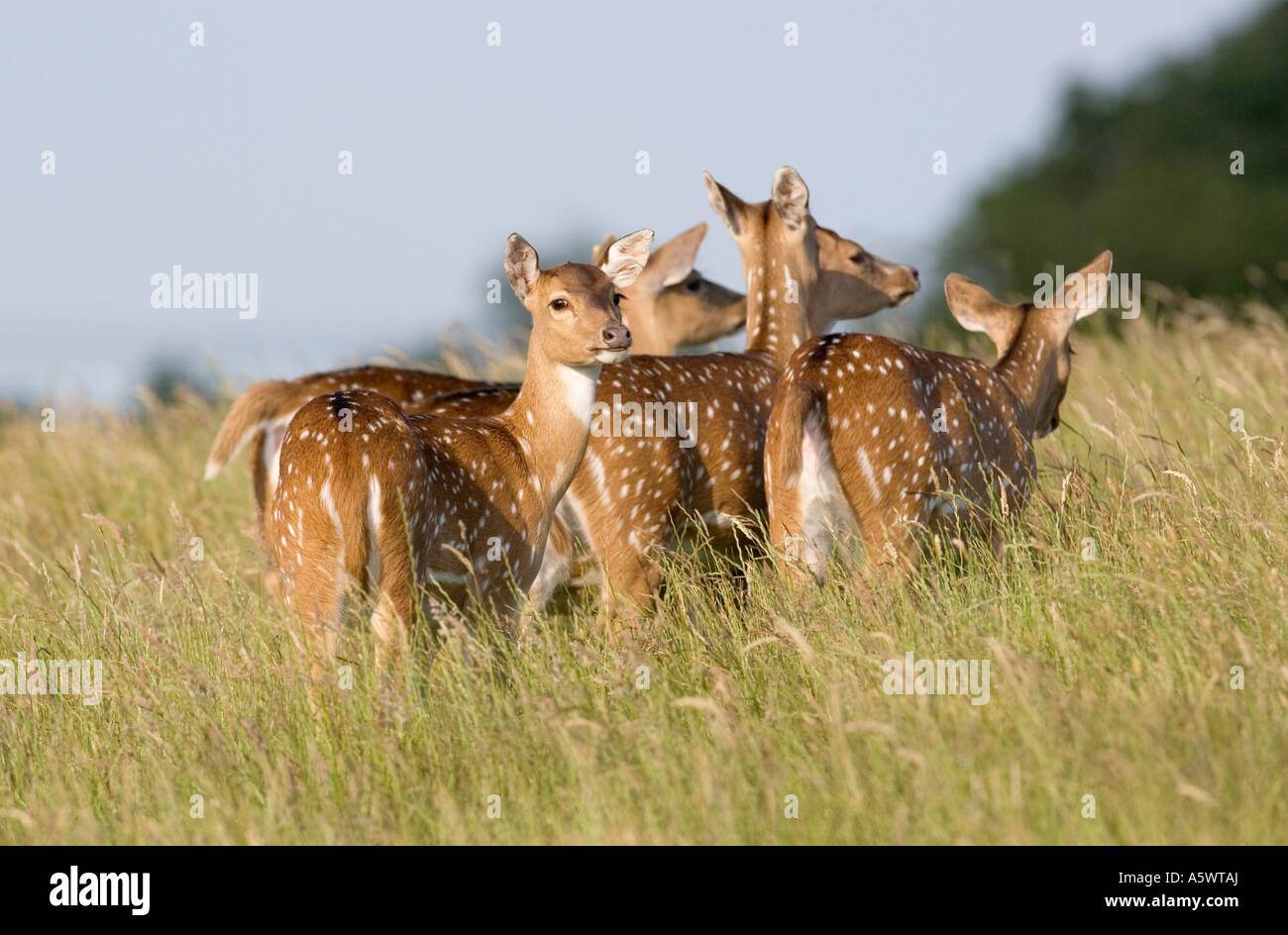 Damhirsch Dama dama Stockfoto