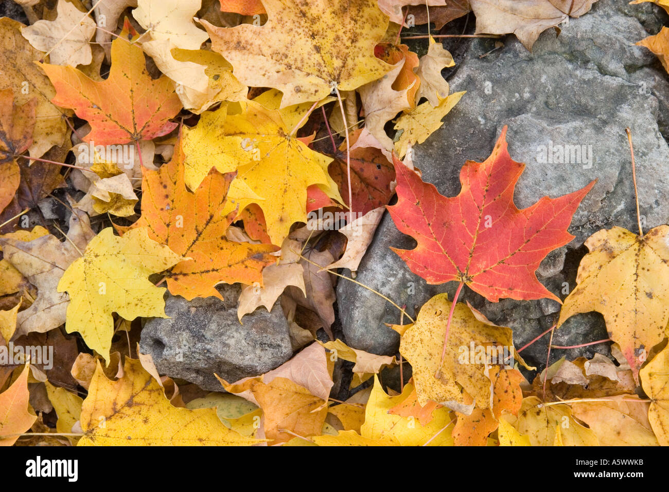 Ahornblätter auf Waldboden Herbst Matthiessen State Park Illinois USA Stockfoto