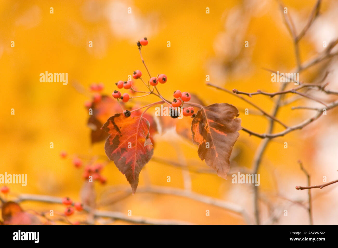 Weißdorn Baum Herbstlaub Stockfoto