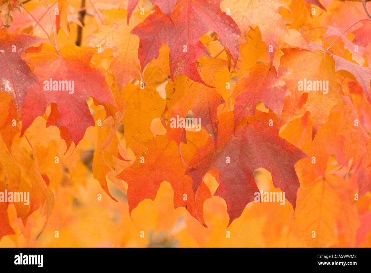 Ahornblätter Herbstfarbe Stockfoto