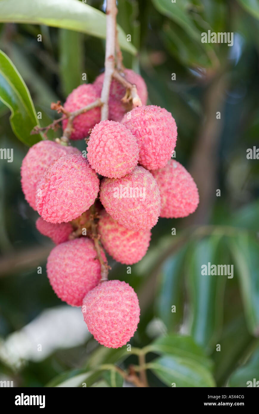 Litschis (Litschis) - Mareeba, Queensland, Australien Stockfoto