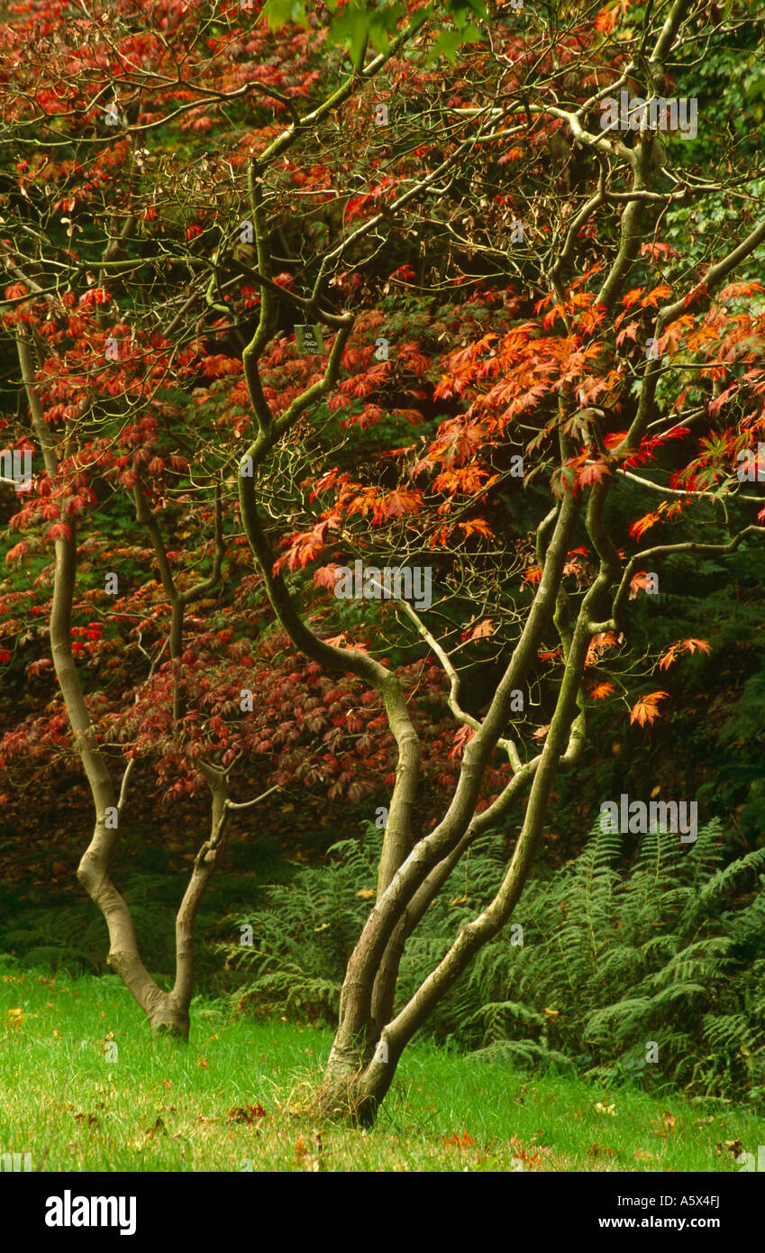 Acer oder Ahornbäume im Herbst, Sir Harold Hillier Gardens in der Nähe von Romsey, Hampshire, England, UK Stockfoto
