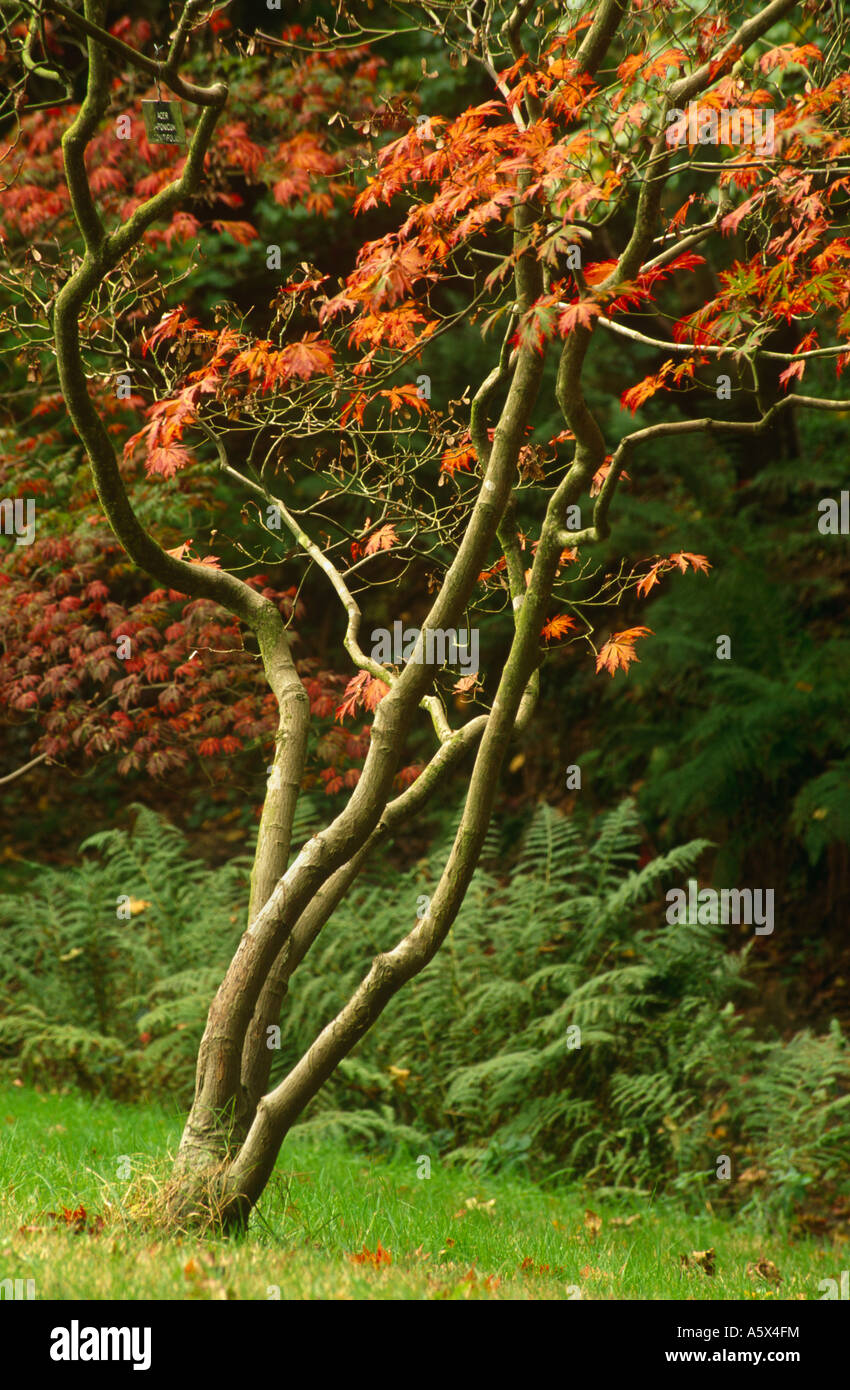 Acer oder Ahornbaum im Herbst, Sir Harold Hillier Gardens in der Nähe von Romsey, Hampshire, England, UK Stockfoto