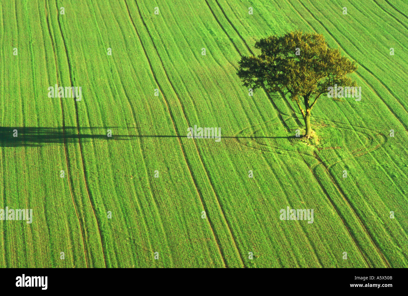 Baum im gemusterten Bereich englische Landschaft Shropshire England UK United Kingdom GB Großbritannien Europa EU Stockfoto