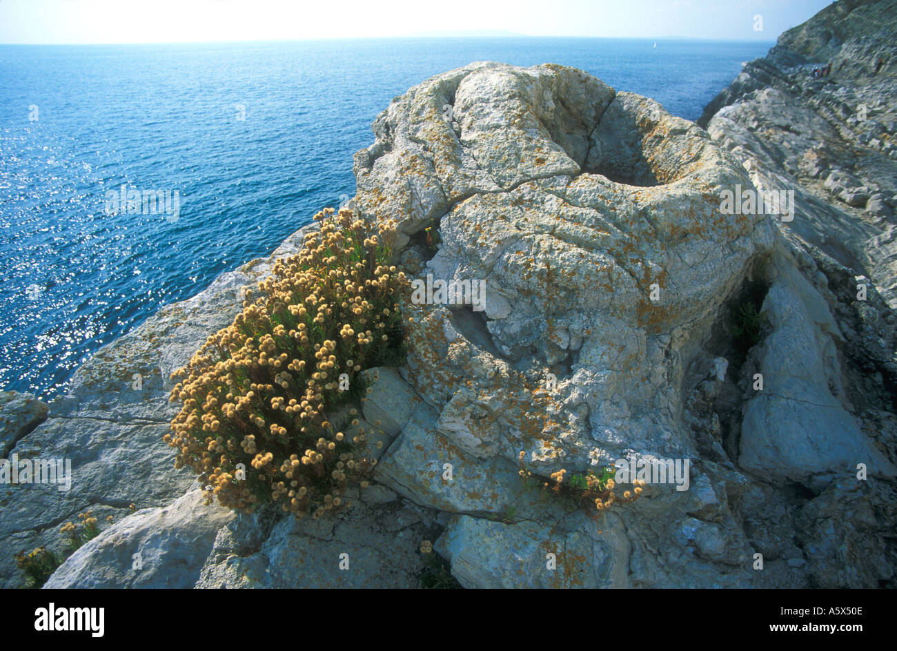 Fossiler Wald versteinert Baumstümpfe in Klippen von Jurassic Heritage Coast Lulworth Cove Purbeck Dorset England GB UK Stockfoto