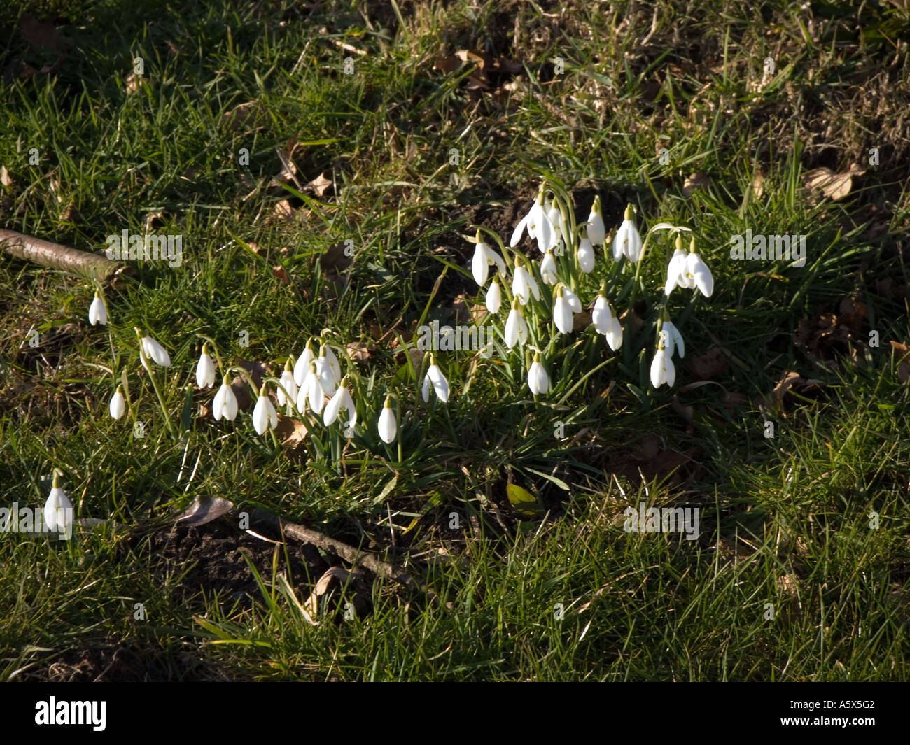 Schneeglöckchen im Frühling, Frühling, Jahreszeiten, Blume, Änderung der Neubildung, Blütenblätter, Blumen, Stockfoto