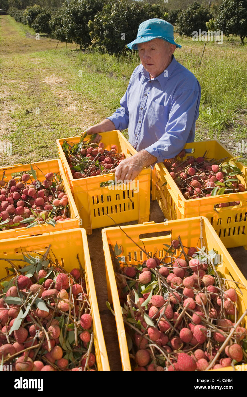 Litschi Ernte - Mareeba, Queensland, Australien Stockfoto