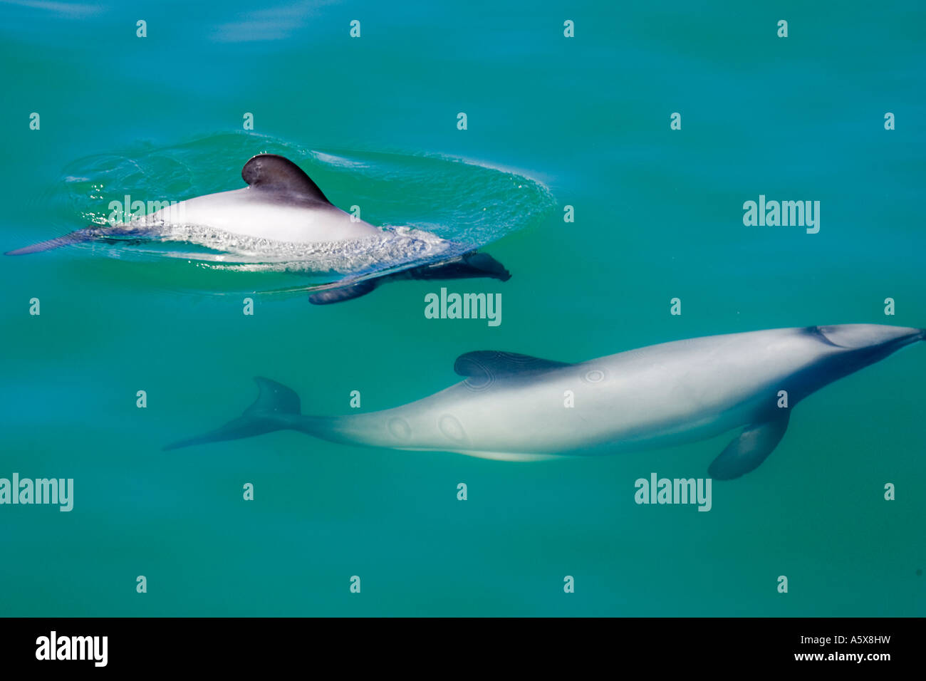 Hectors Delphine Cephalorhynchus Hectori Akaroa Harbour Südinsel Neuseeland Stockfoto