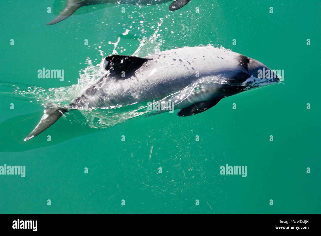 Hectors Delphin Cephalorhynchus Hectori Akaroa Harbour Südinsel Neuseeland Stockfoto