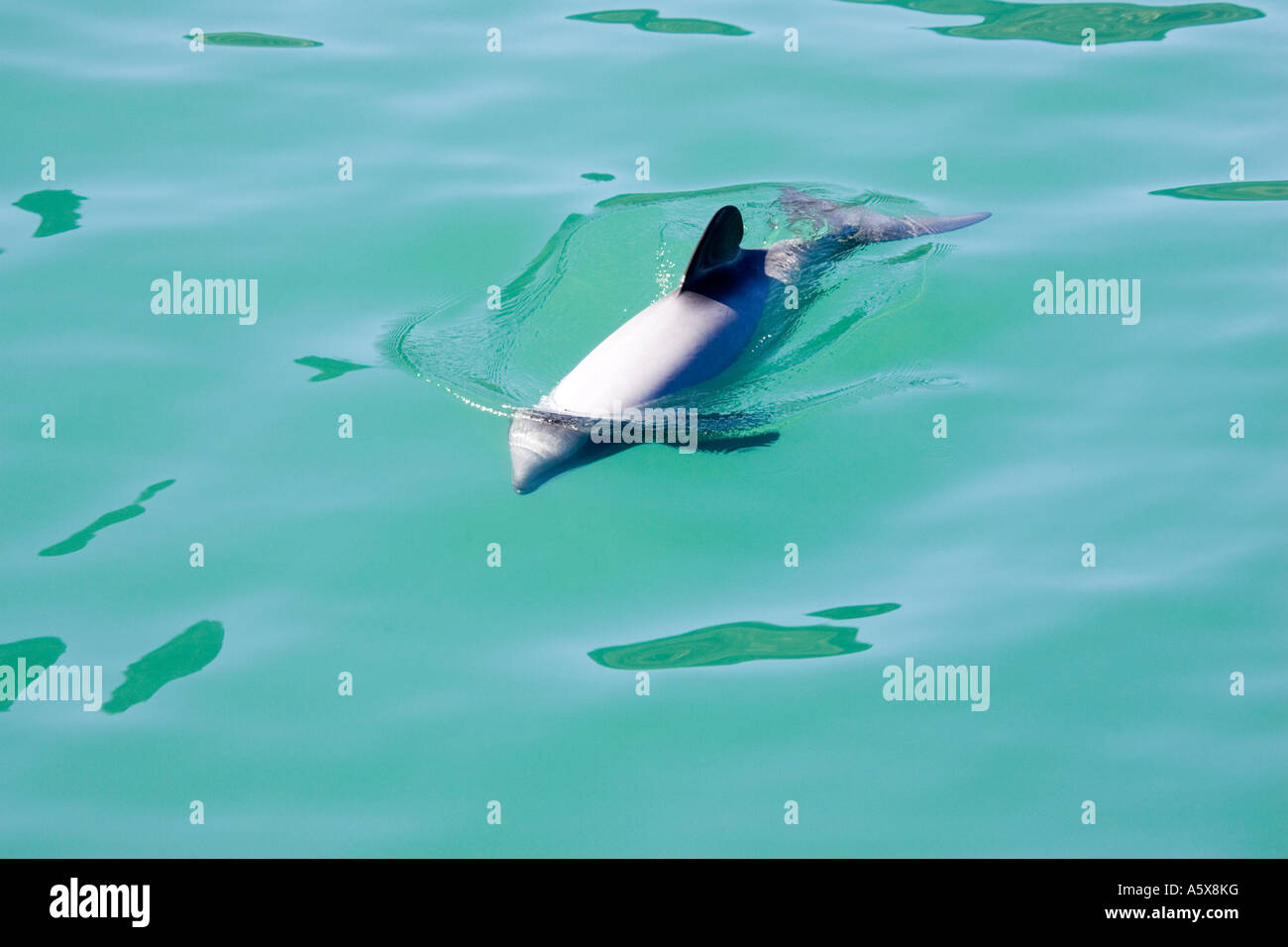 Hectors Delphine Cephalorhynchus Hectori Akaroa Harbour Südinsel Neuseeland Stockfoto